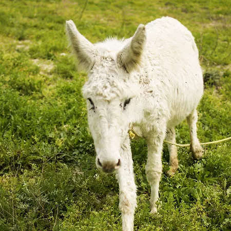Al Regio Tratturo Vakantieboerderij Serramonacesca
