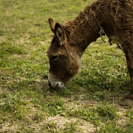 Al Regio Tratturo Çiftlik konaklama *